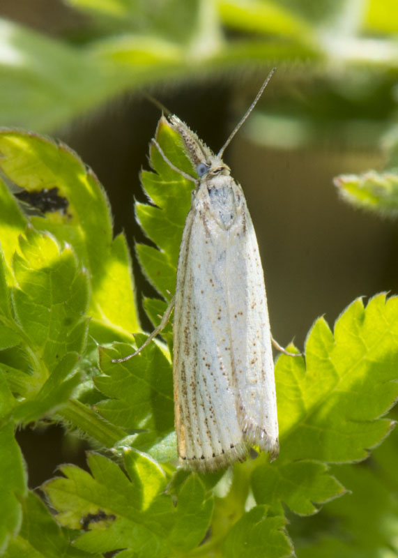 Crambidae 1 - Agriphila straminella